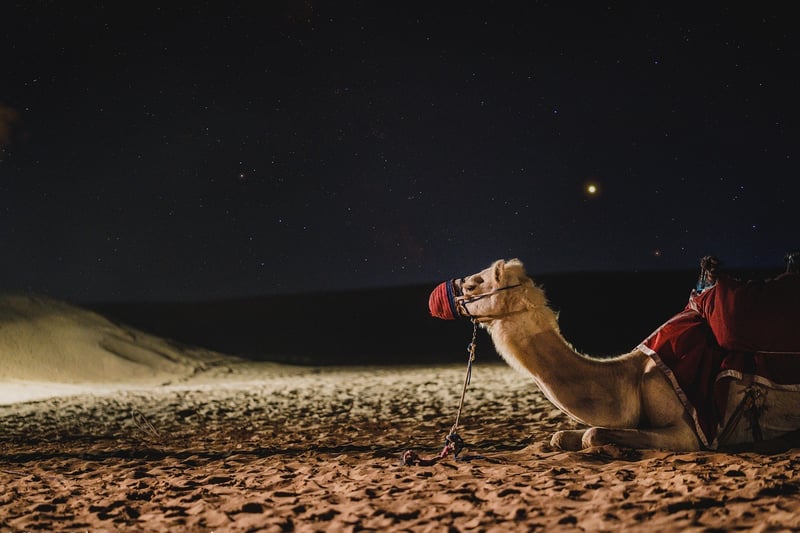 Camel in Desert